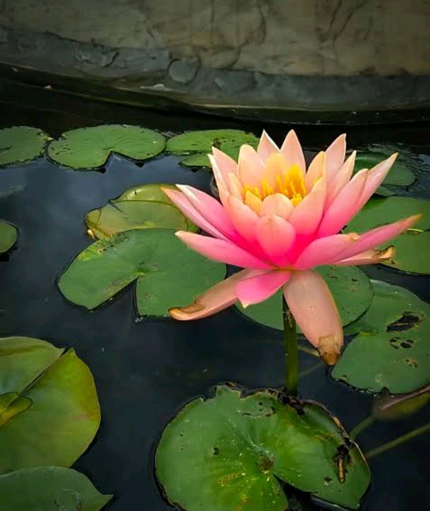 Flor de loto