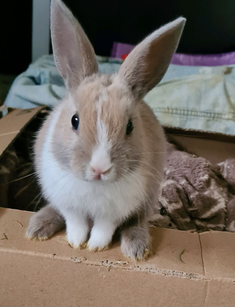 작은 🐇