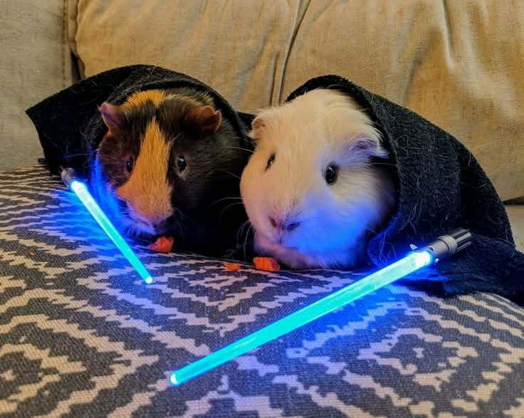 Attack of the Piggies lol.