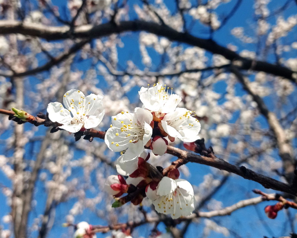 Весна 🌸