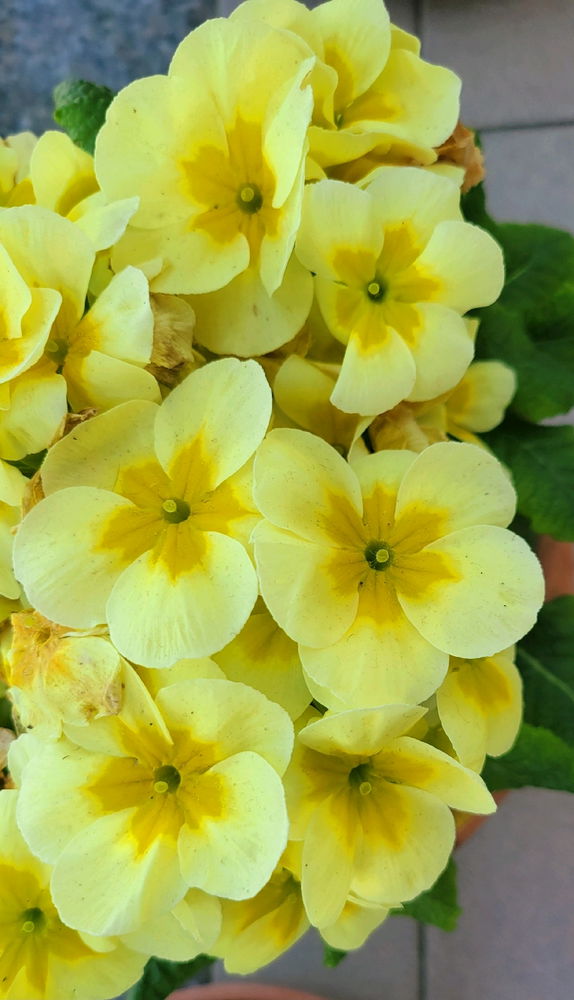 Buon Sabato 🌼