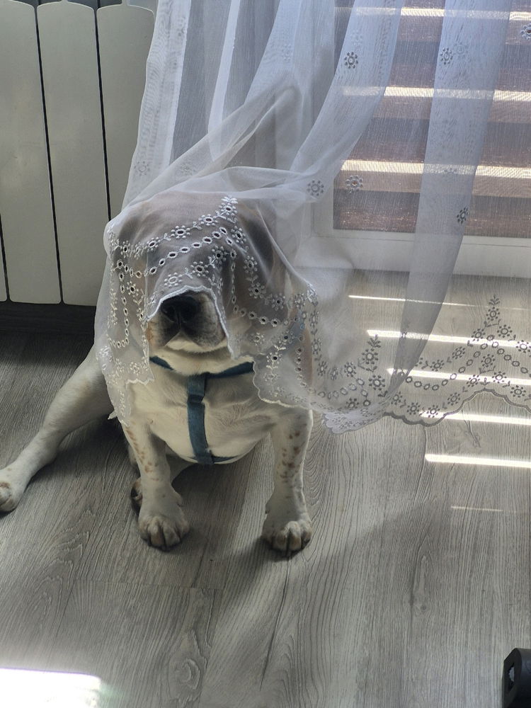 Wedding season has begun