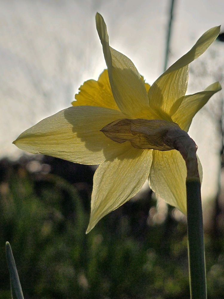 Even when the light is behind you, bloom anyway