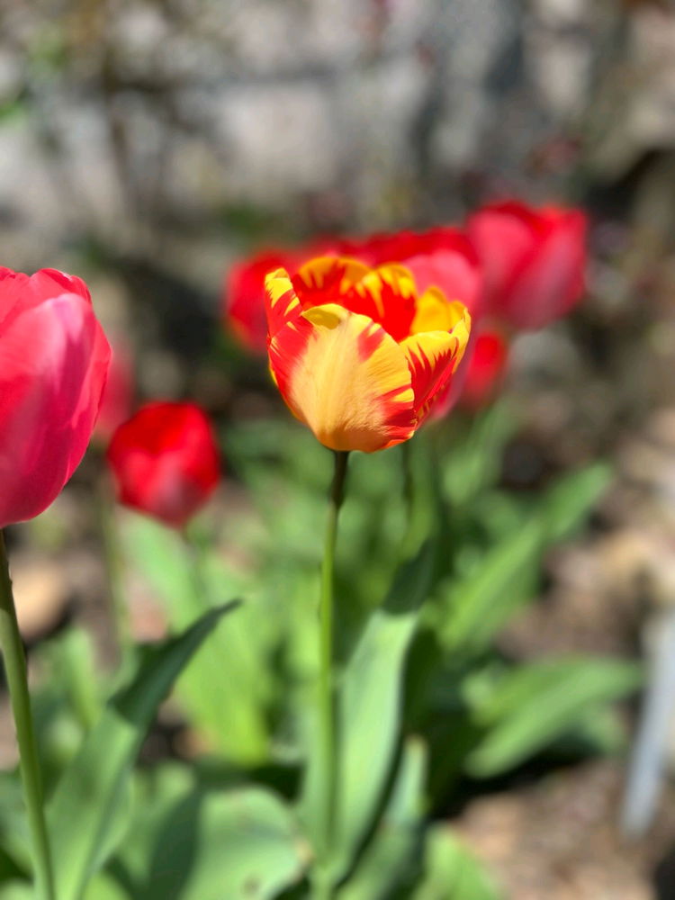 Tulipanes