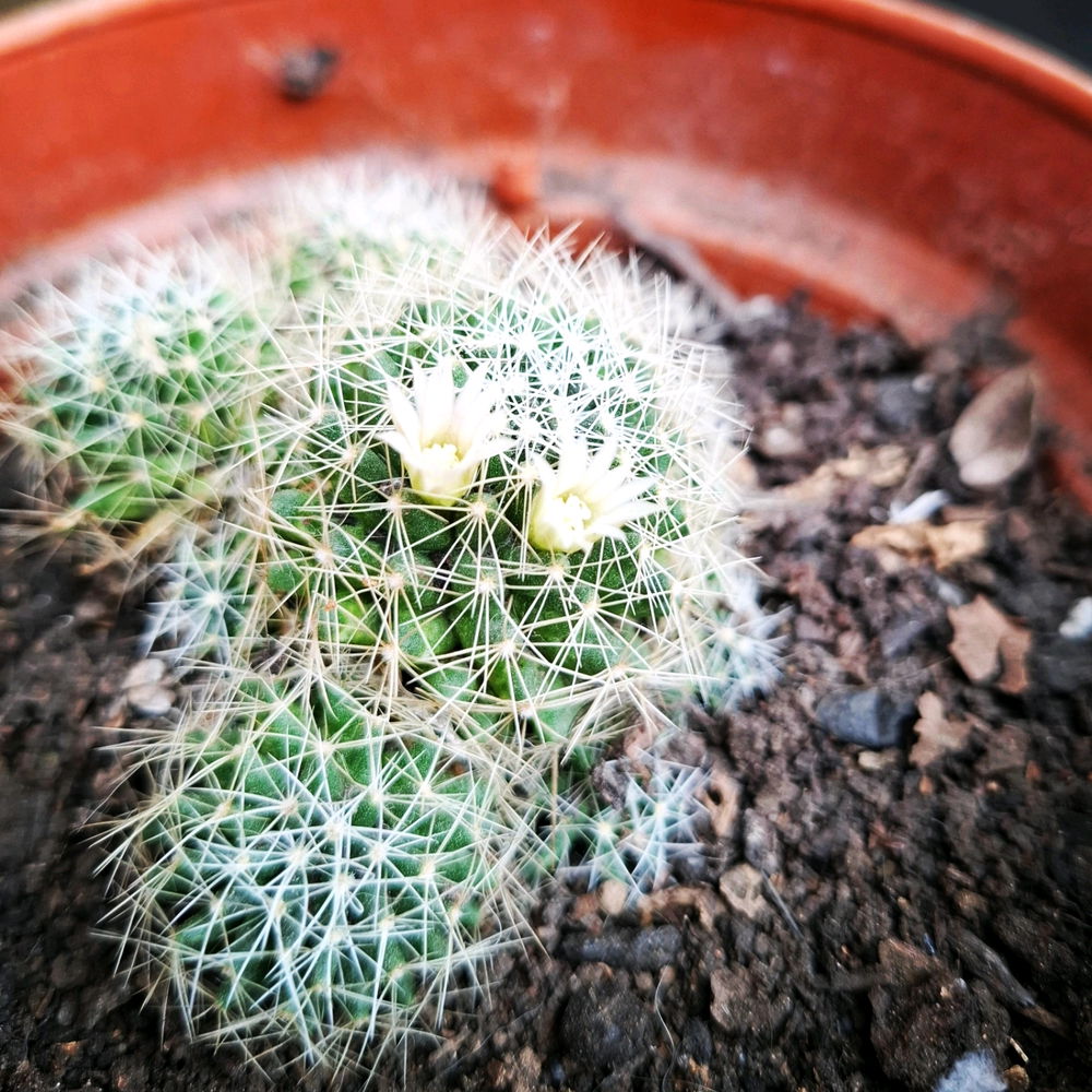 Cactus 🌵