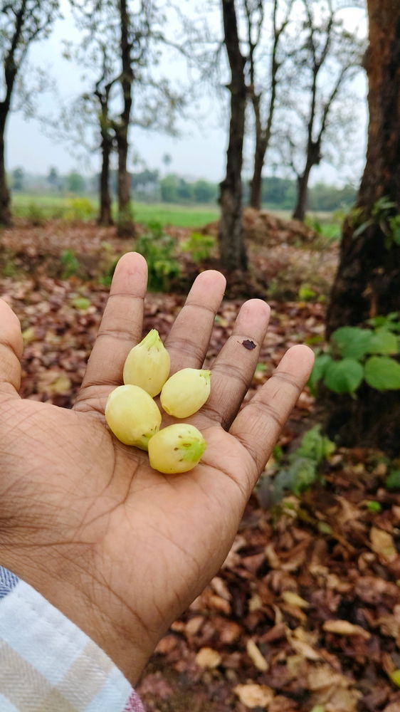 Mahua flower
