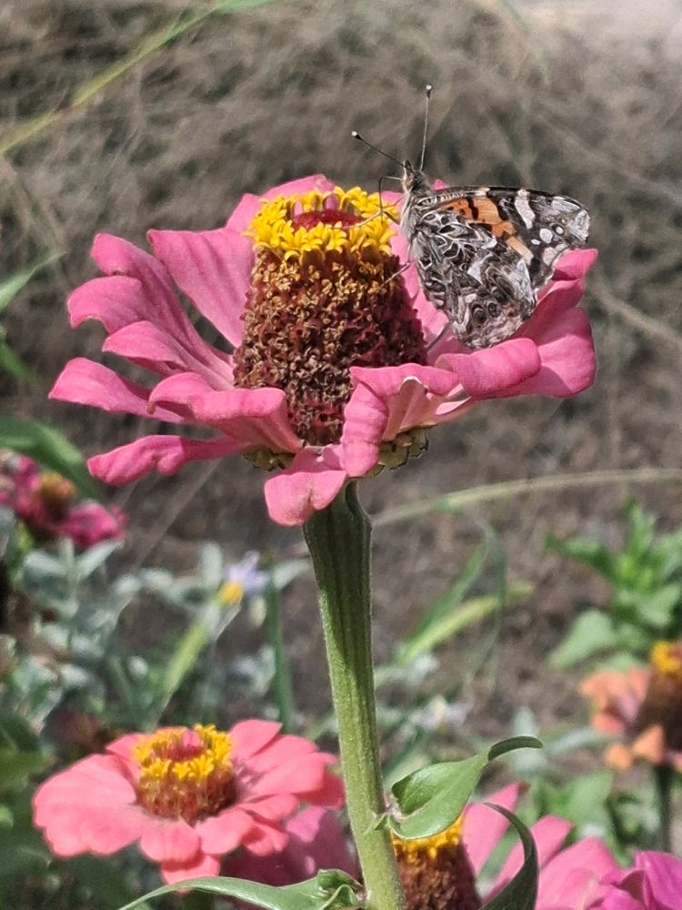 Belleza