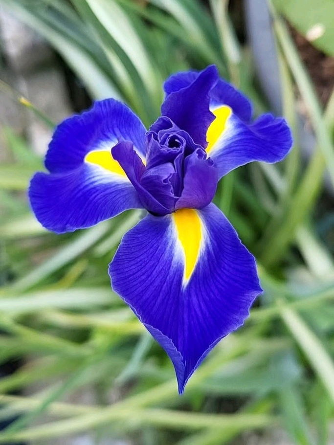 La bellezza di un fiore...