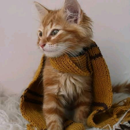 POV : She is a Hufflepuff 🪄✨