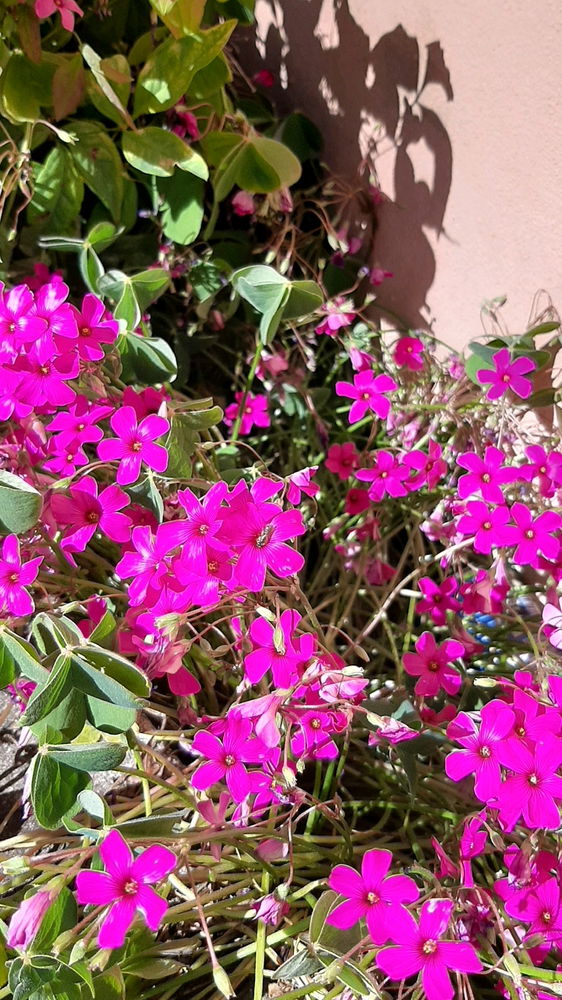 Baciati dal sole