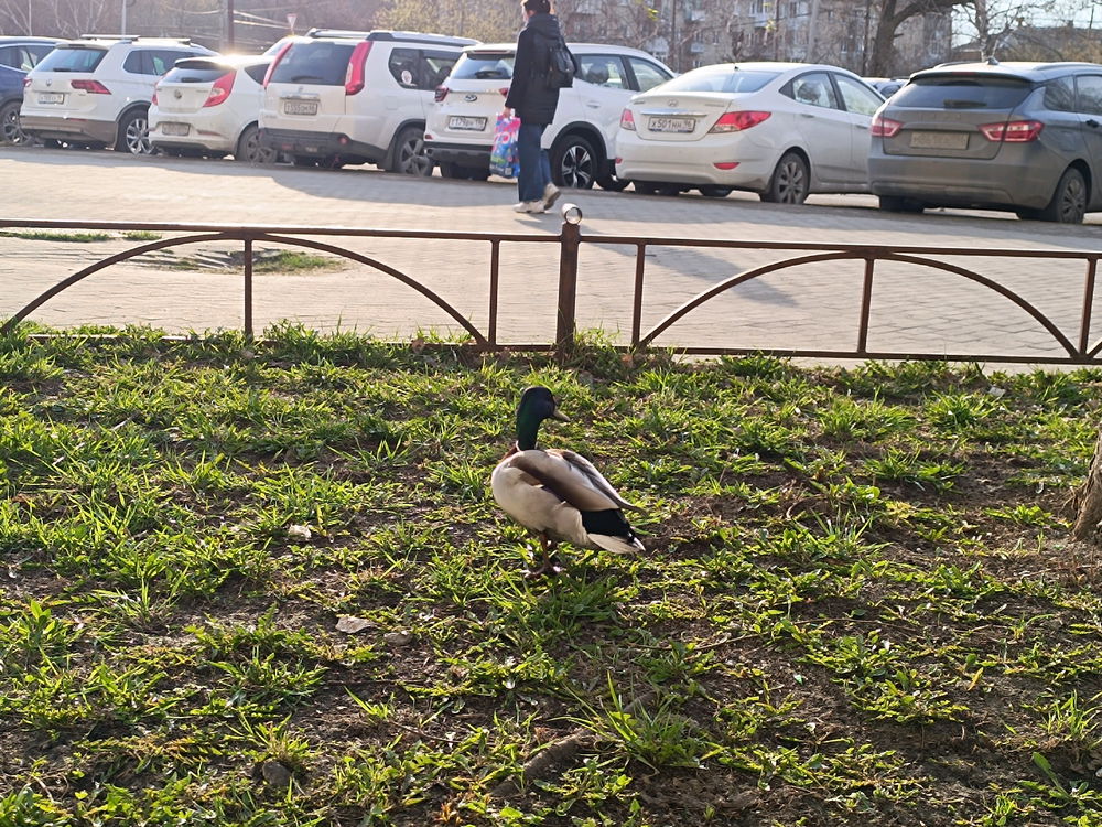ducks in the city. nearby in the next block there is a park with a small pond.. it looks like this duck got lost))
