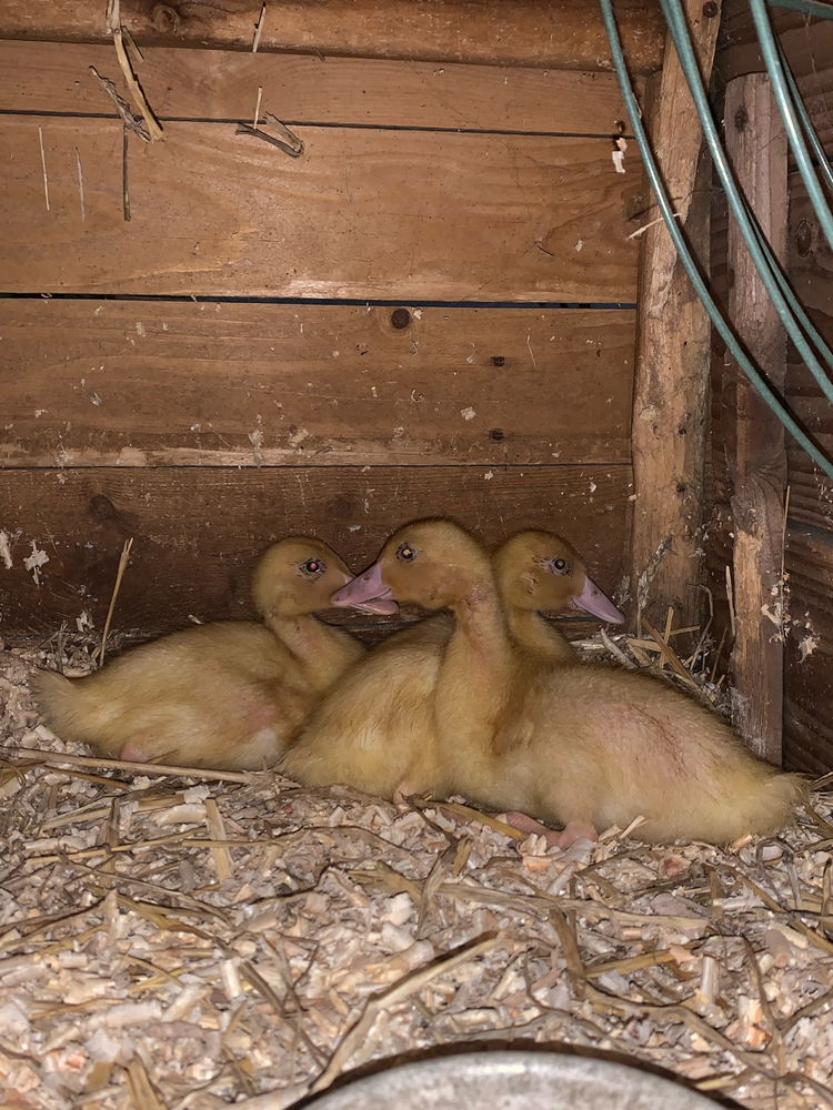 Nový přírůstky 🐤🐥