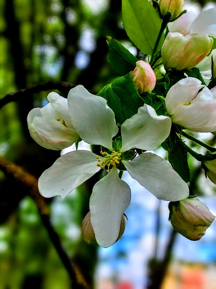 🤍🌸🤍