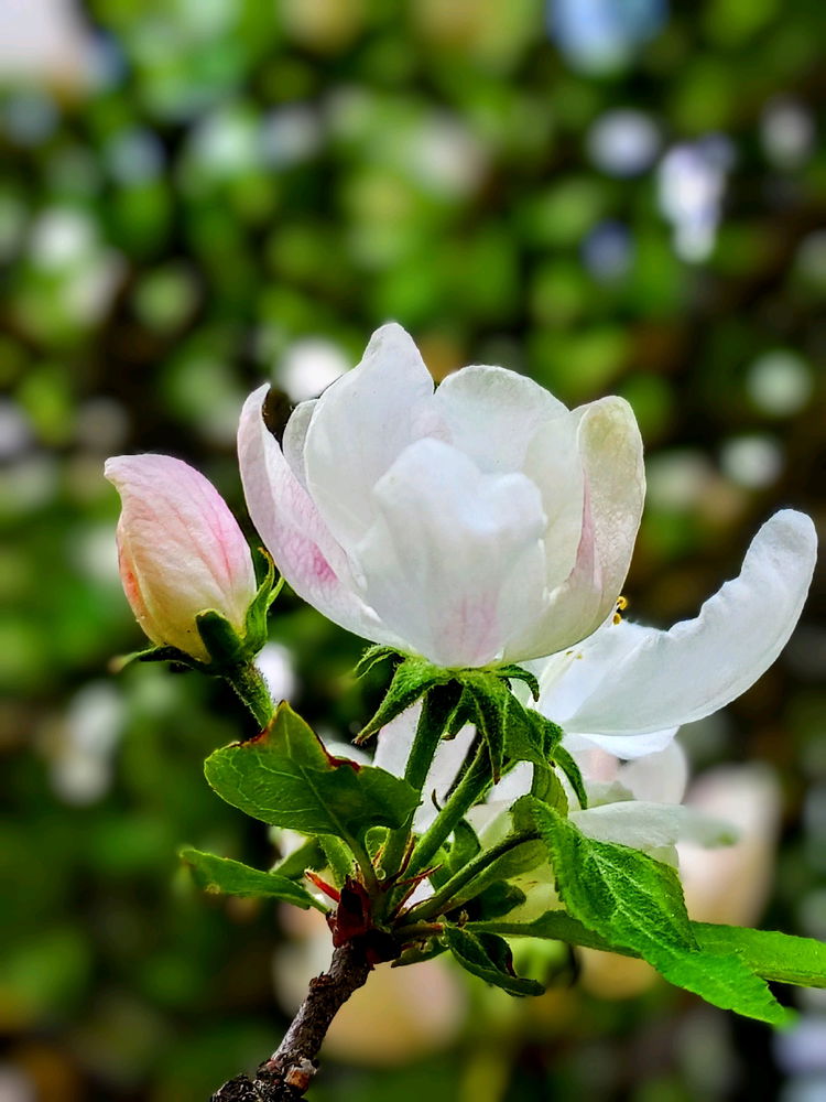 🤍🌸🤍
