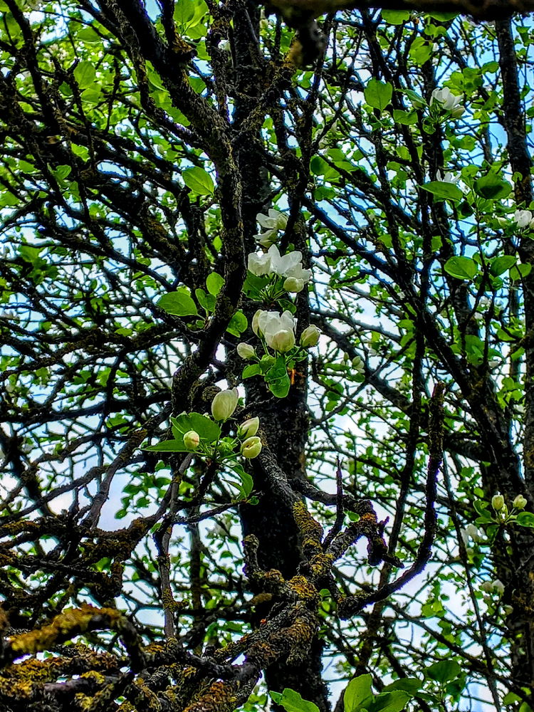 🤍🌸🤍