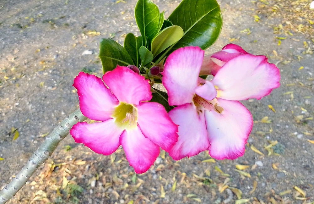 Rosa del desierto❤️