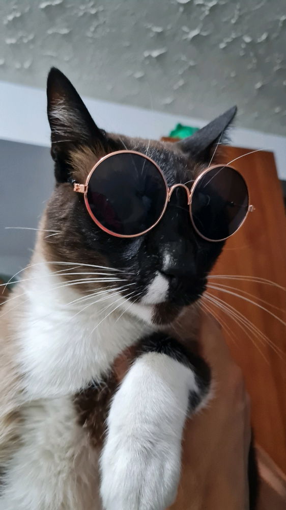 Perros o gatos?