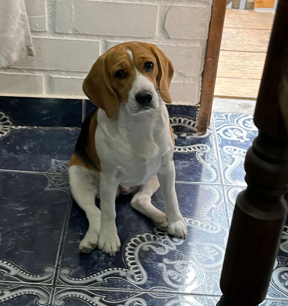 Perros o gatos?