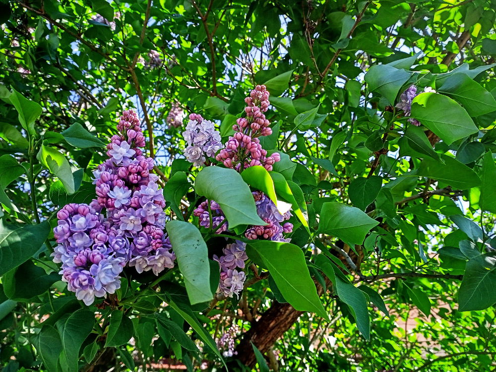 Lilac 🙂