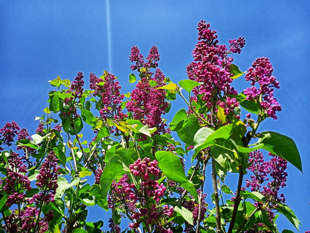 Lilac 🙂