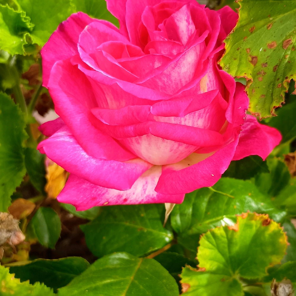 Rose🌹