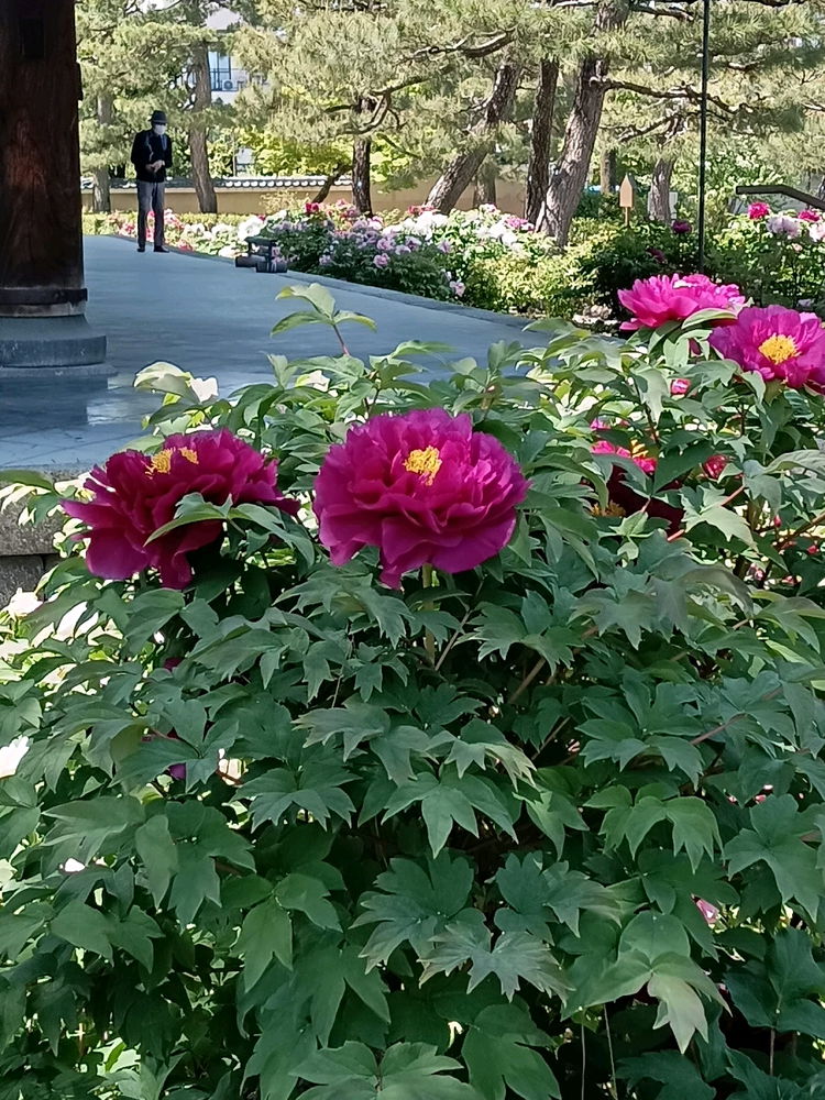 Peony 2