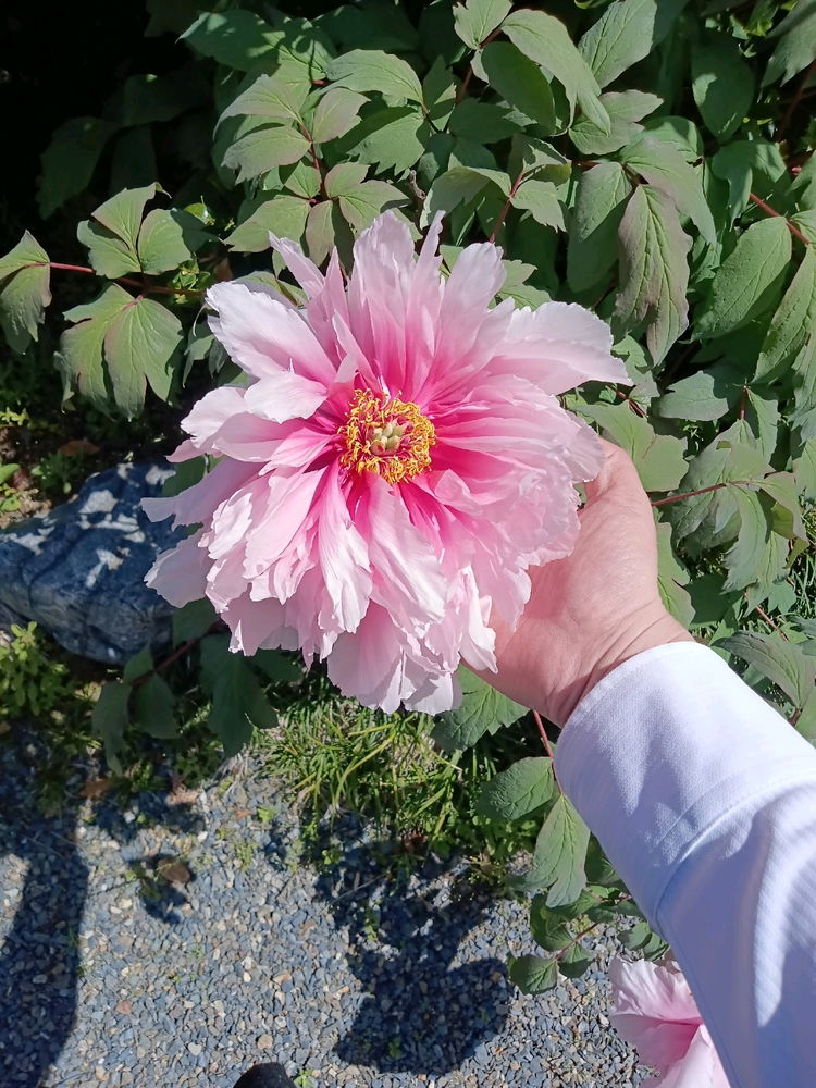Peony 3