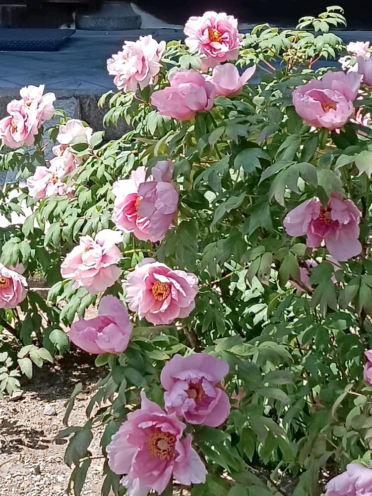Peony 5