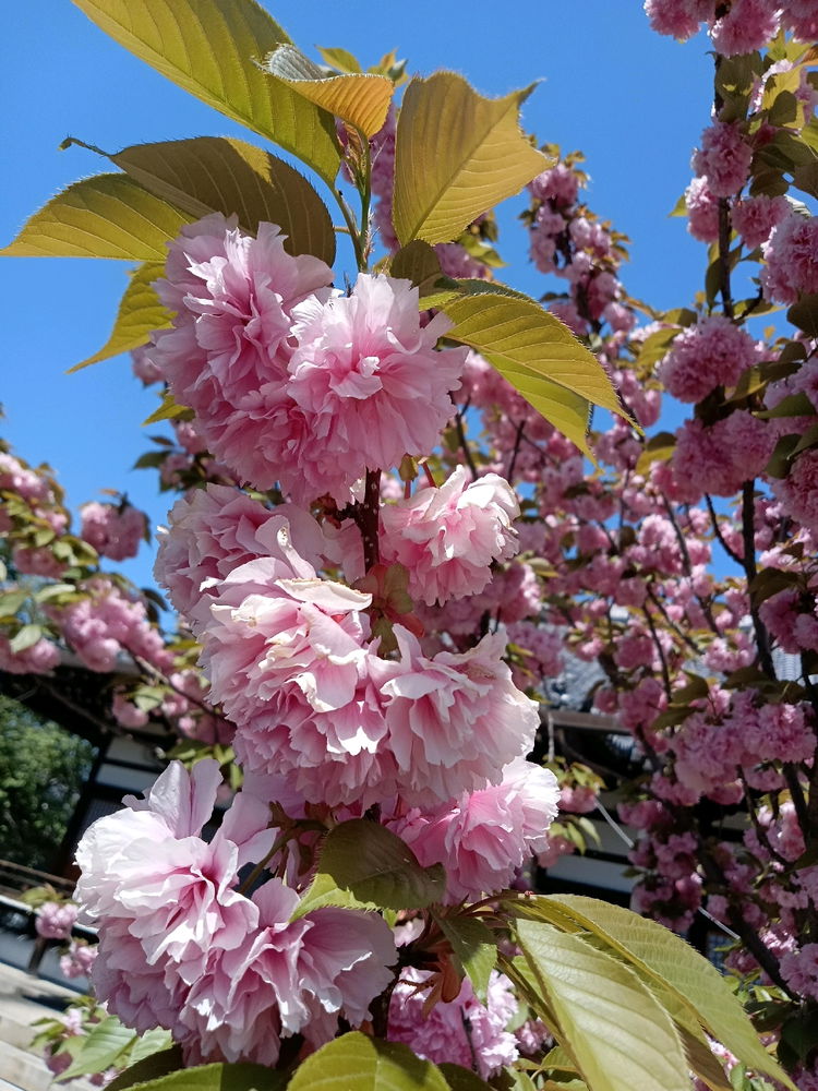 八重桜