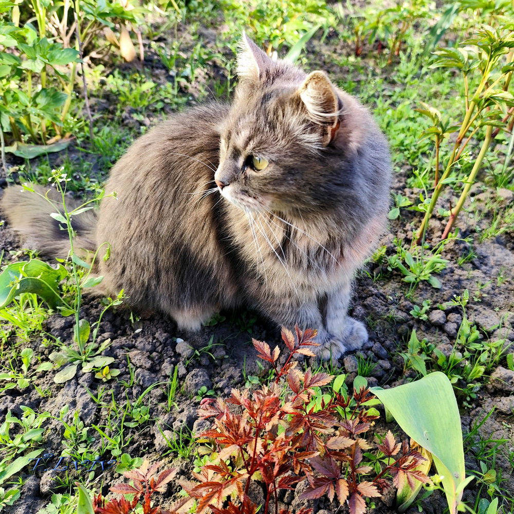Spring 🐈