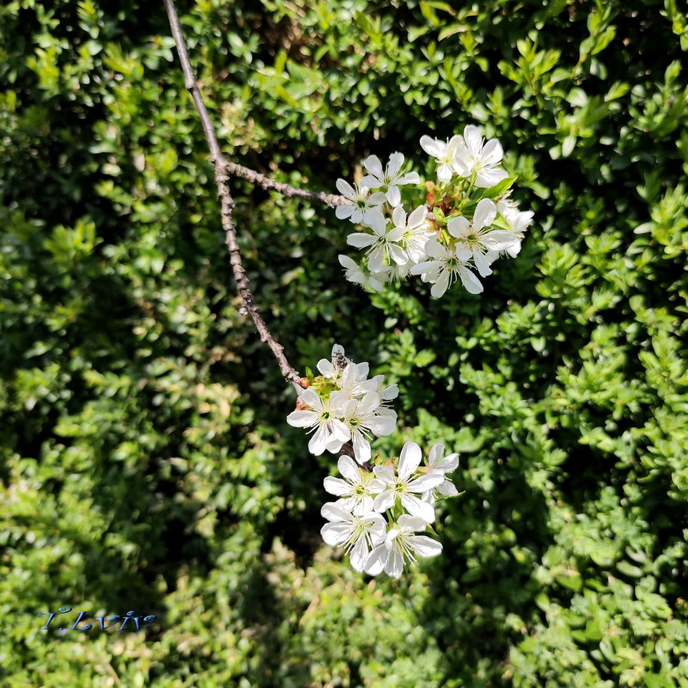 Spring 🐈