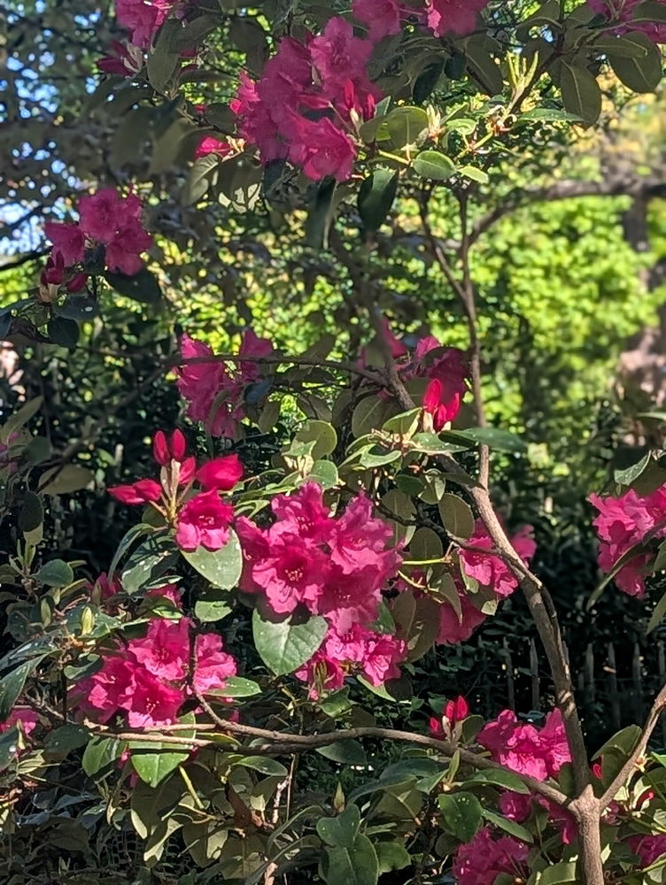 I like flowers