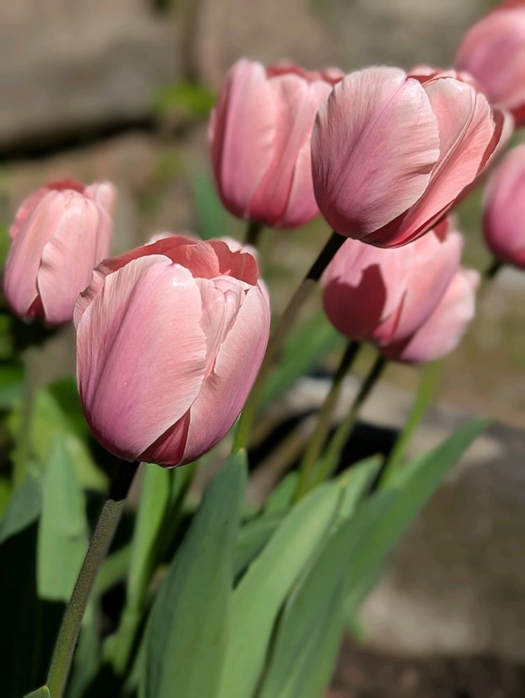 I like flowers