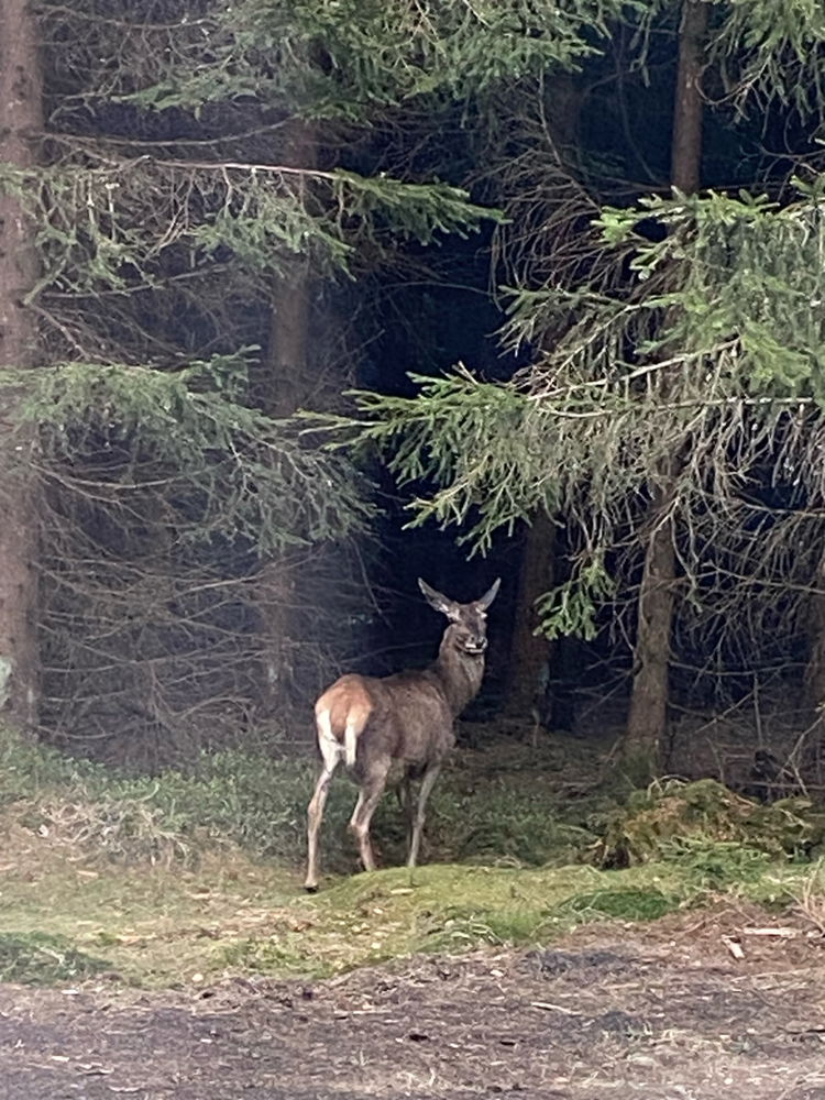 Asi se nebojí 😅 
📍Jizerka
