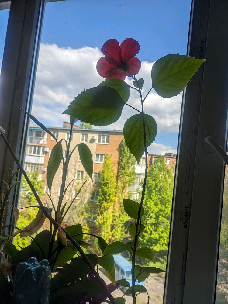 Радует и радуется сам