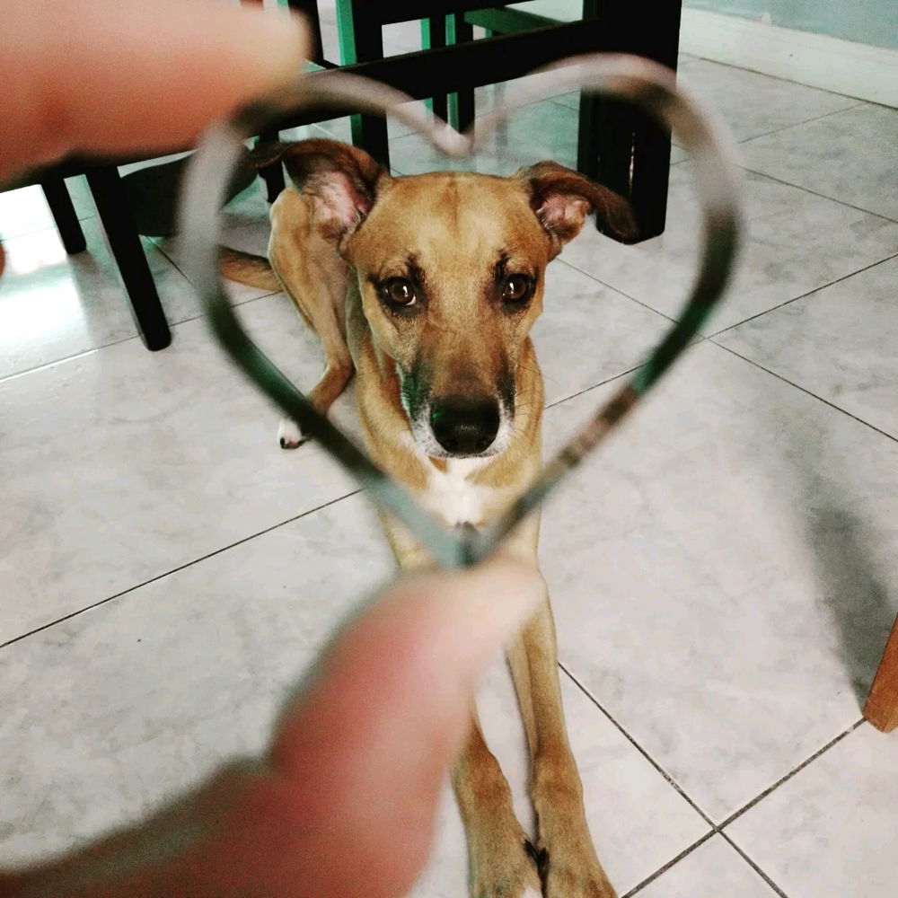 он мой друг... 🐕