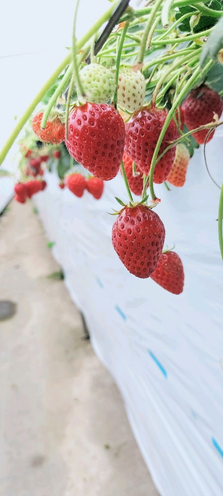 🍓狩り