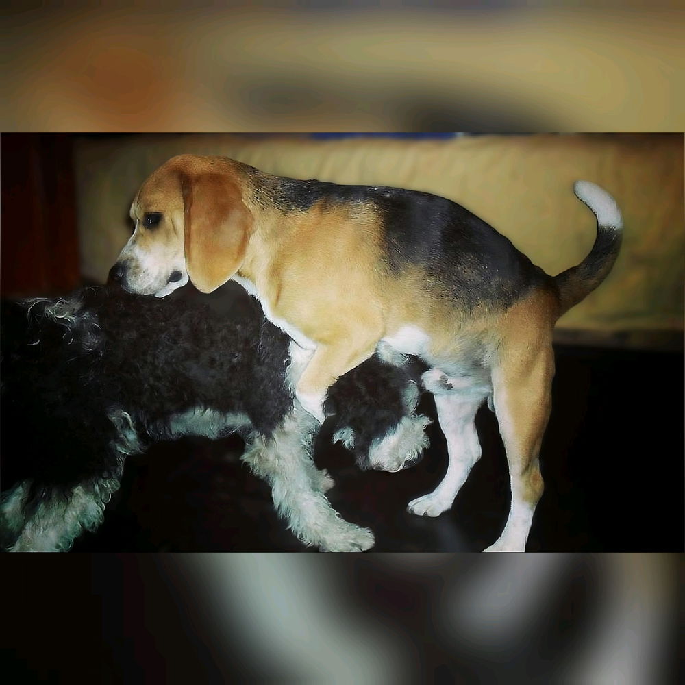 ¿Perro o Gato?