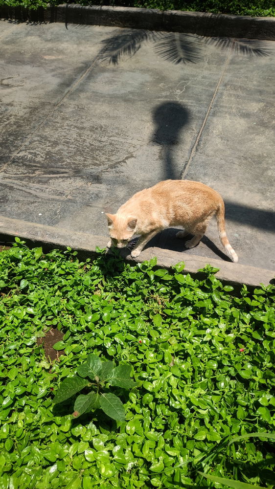 ¿Perro o Gato?