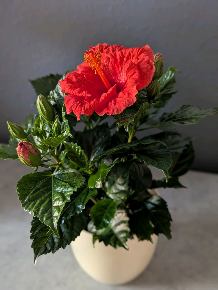 Simple beauty