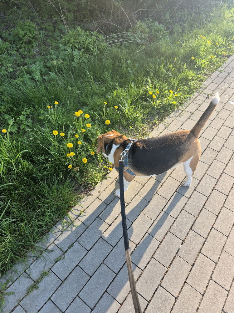 O kurczę, mleczyg