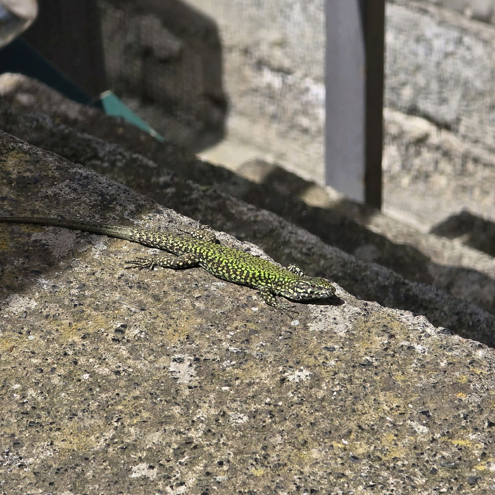 Abbronzatissima