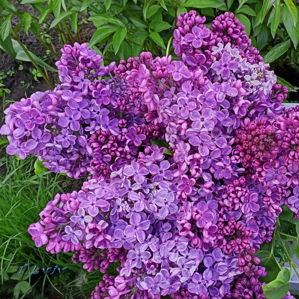 Lilac 🤗