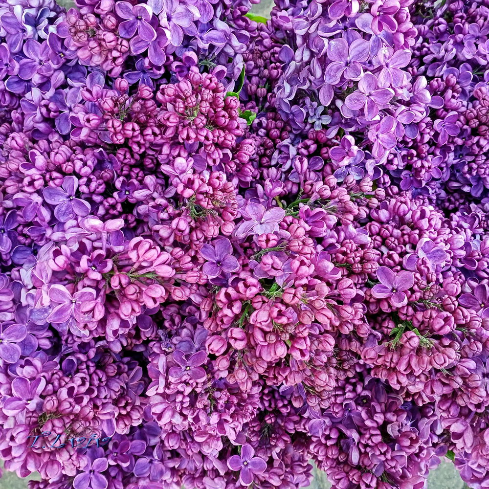 Lilac 🤗
