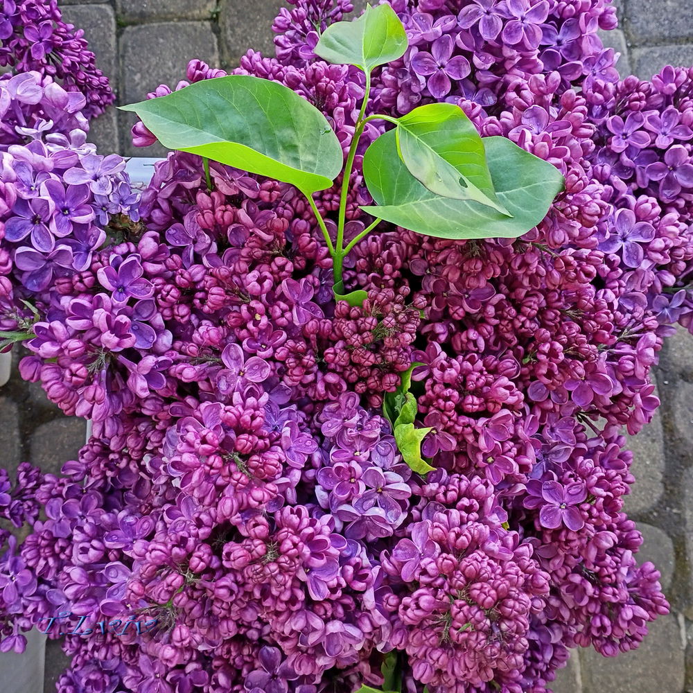 Lilac 🤗