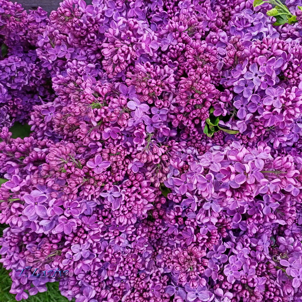 Lilac 🤗
