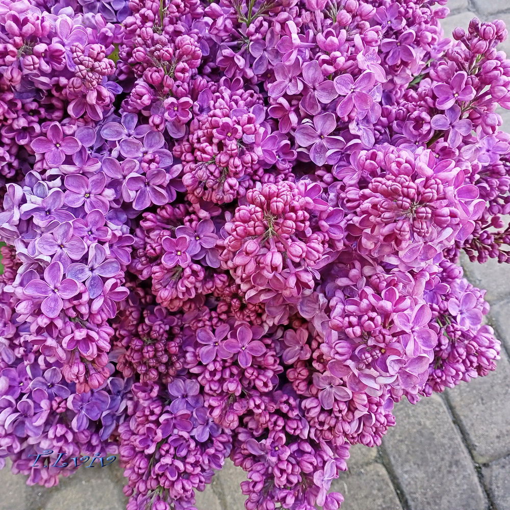 Lilac 🤗
