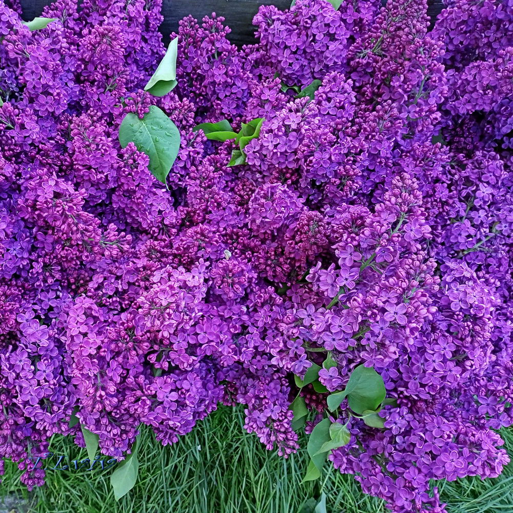 Lilac 🤗