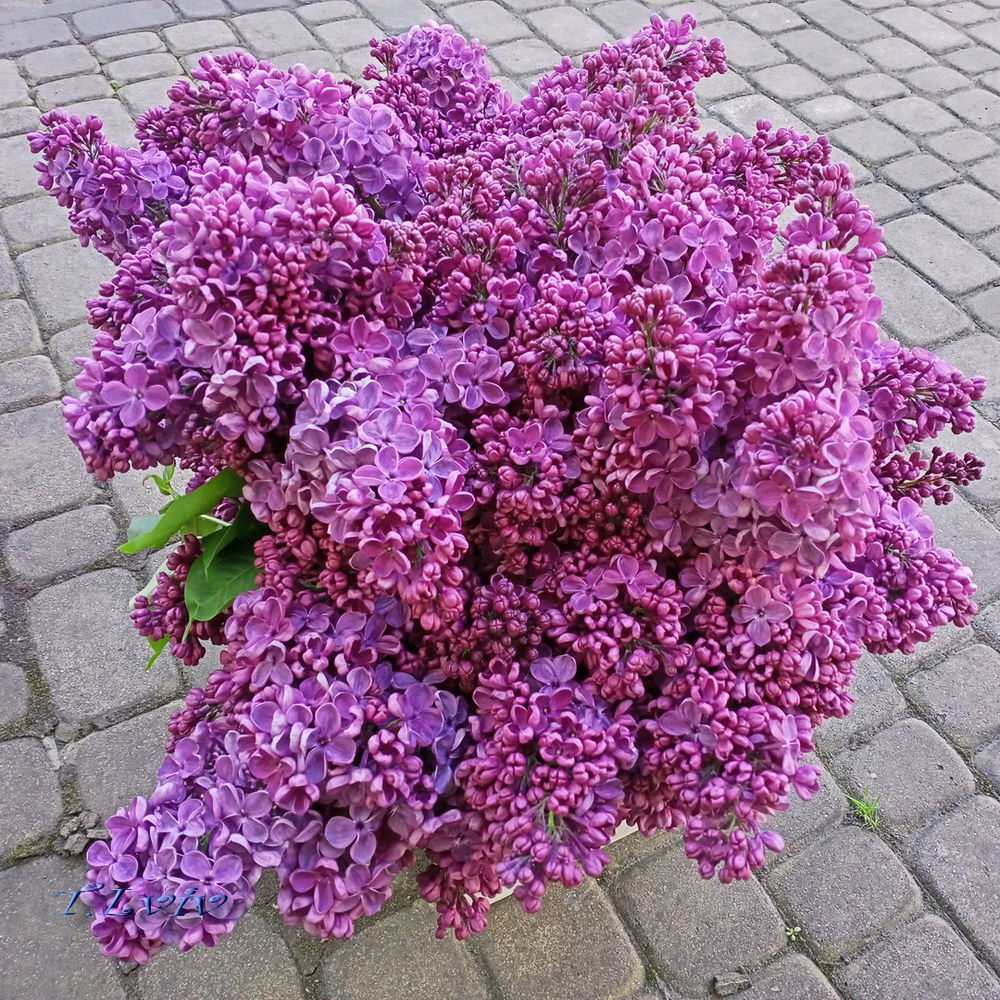 Lilac 🤗