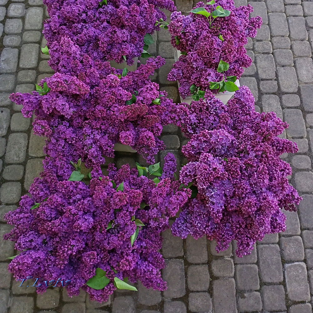 Lilac 🤗